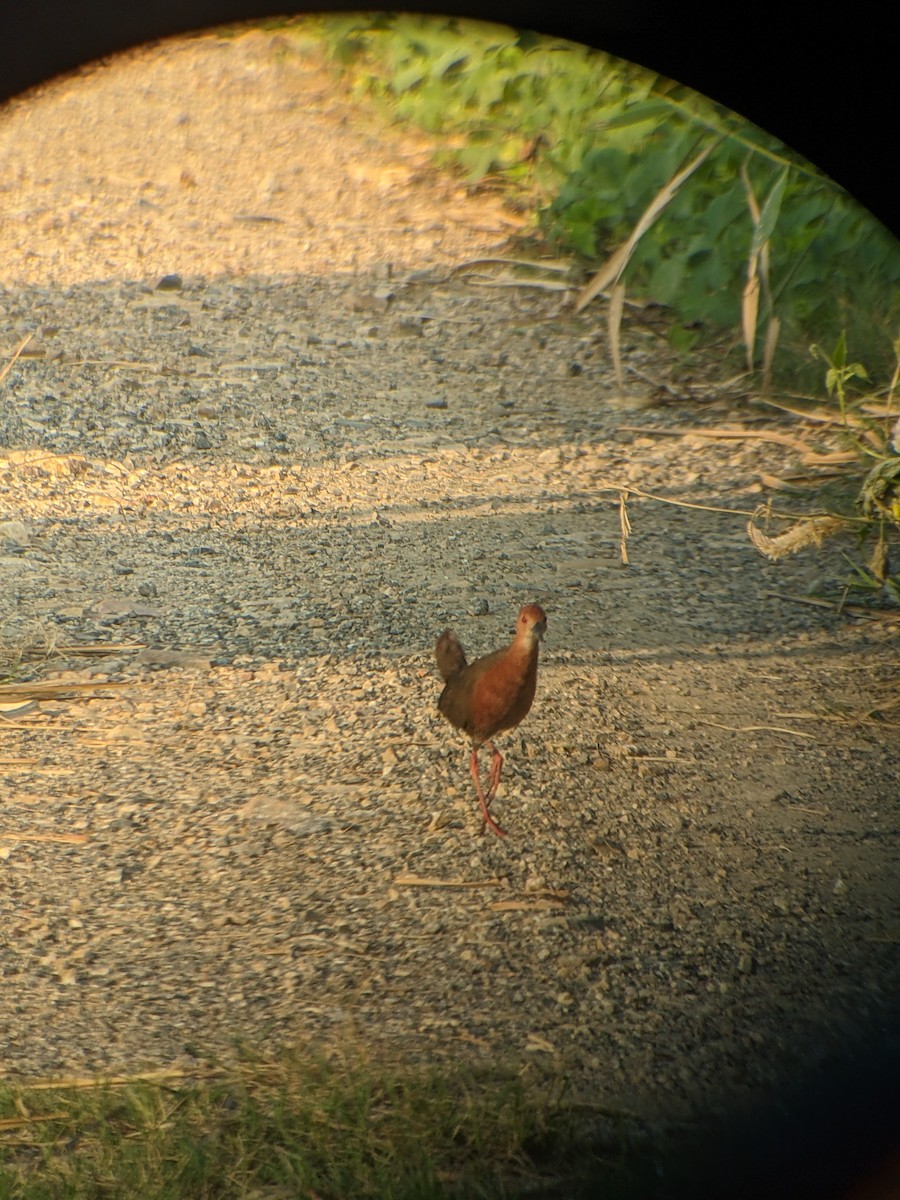 Ruddy-breasted Crake - ML625278375