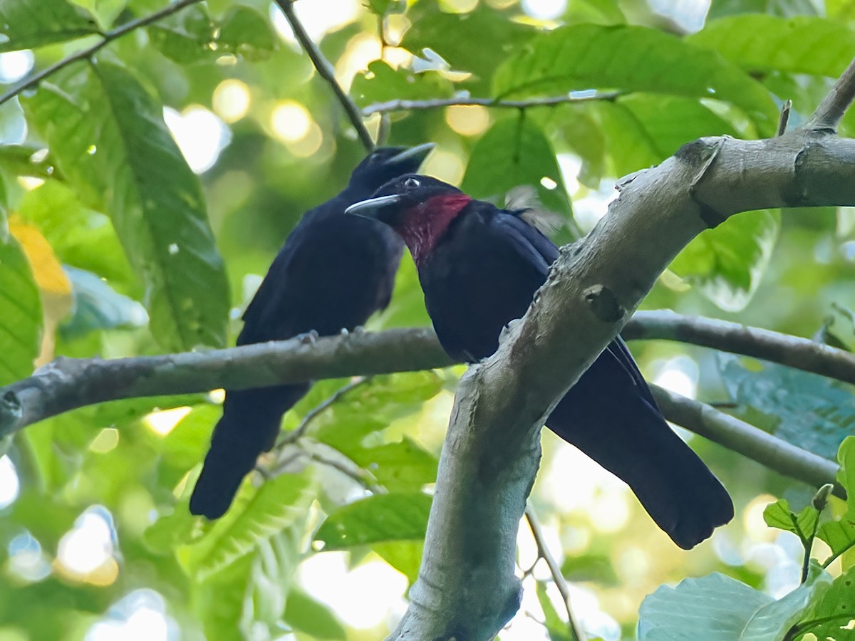 Purple-throated Fruitcrow - ML625278407