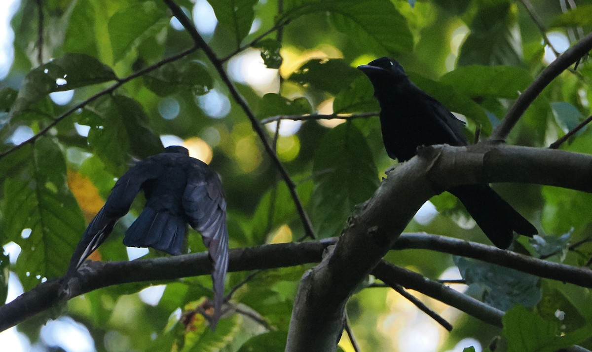 Purple-throated Fruitcrow - ML625278408