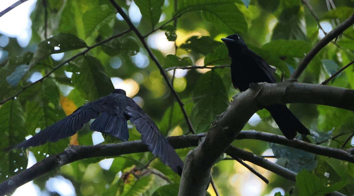 Purple-throated Fruitcrow - ML625278409