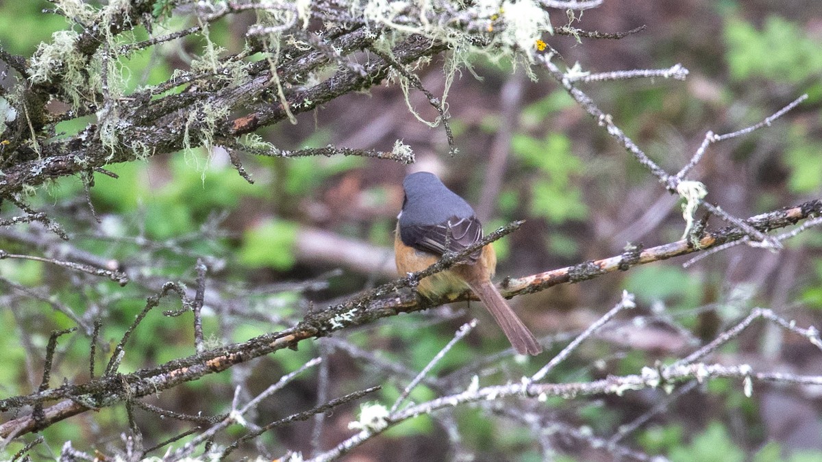 Gray-backed Shrike - ML625278446