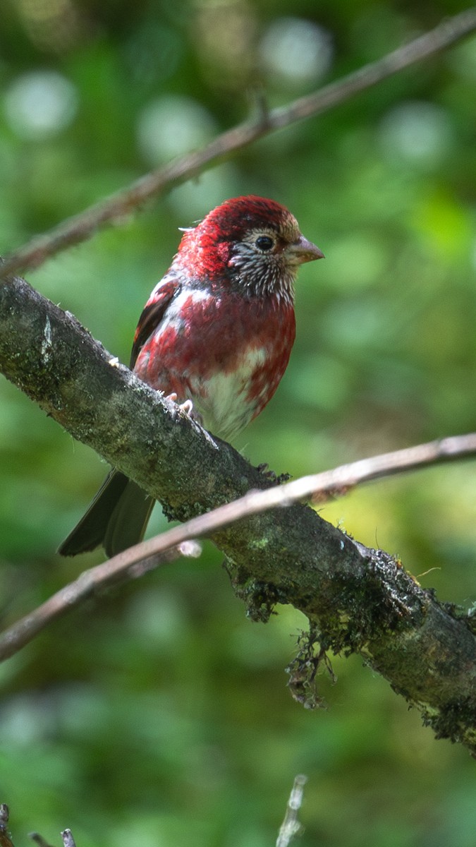 Three-banded Rosefinch - ML625278494