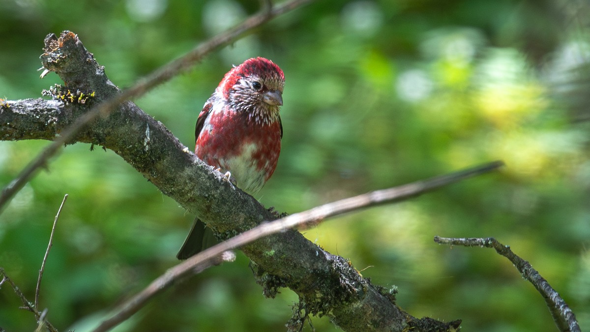Three-banded Rosefinch - ML625278495
