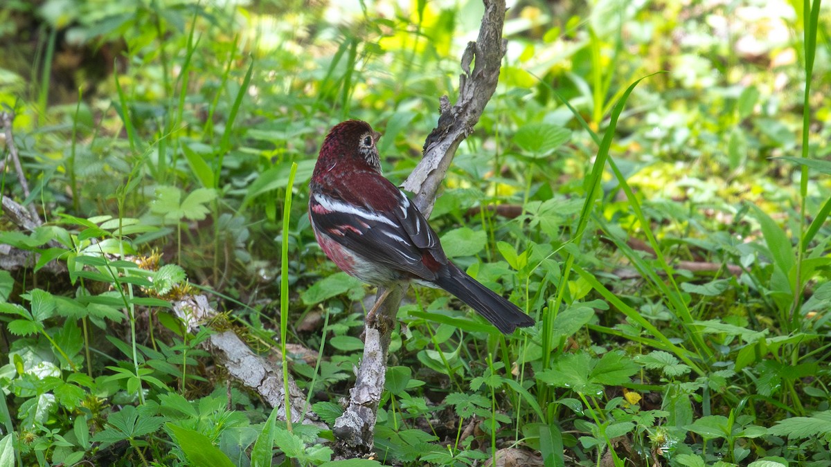 Three-banded Rosefinch - ML625278496