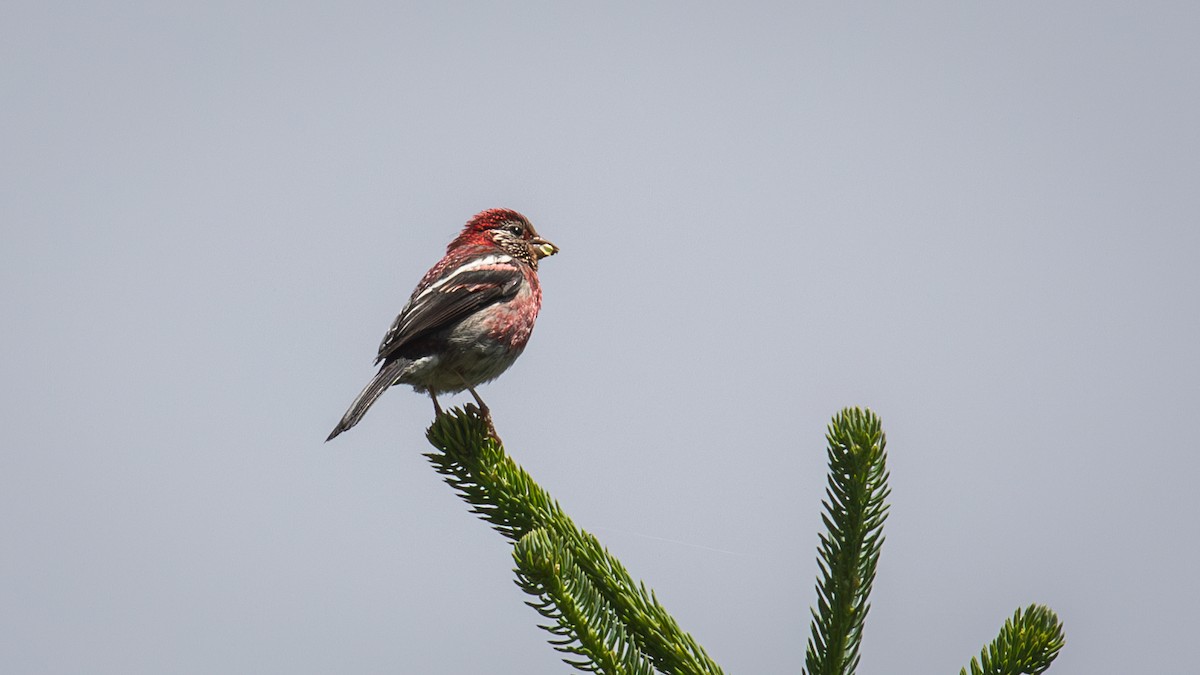 Three-banded Rosefinch - ML625278497