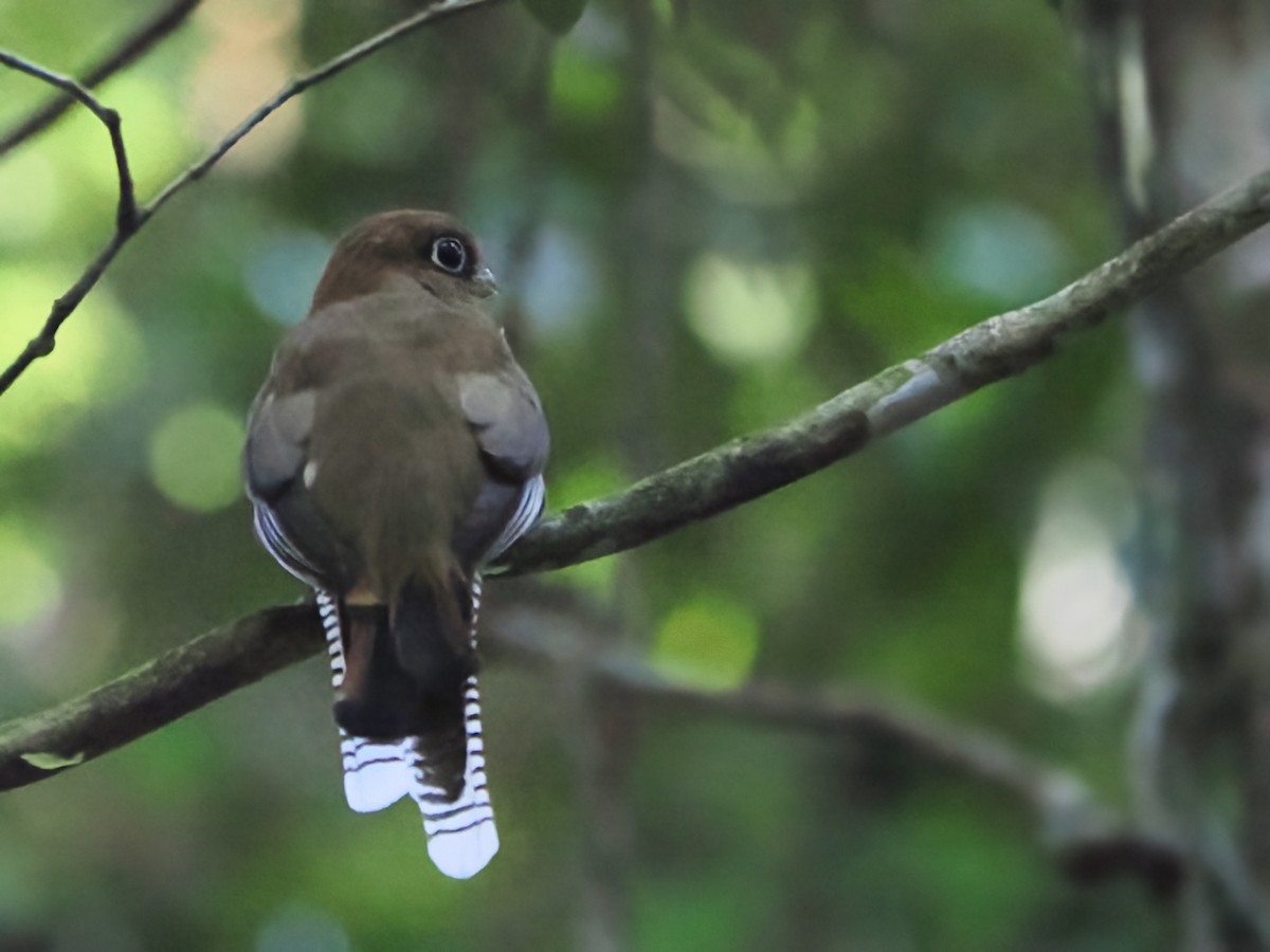 Amazonian Black-throated Trogon - Alexandre Vinot