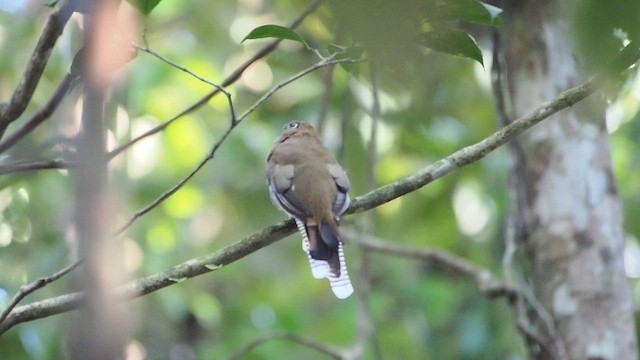 Amazonian Black-throated Trogon - ML625278525