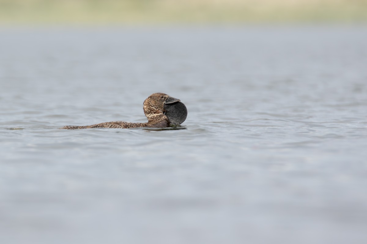 Musk Duck - ML625278532