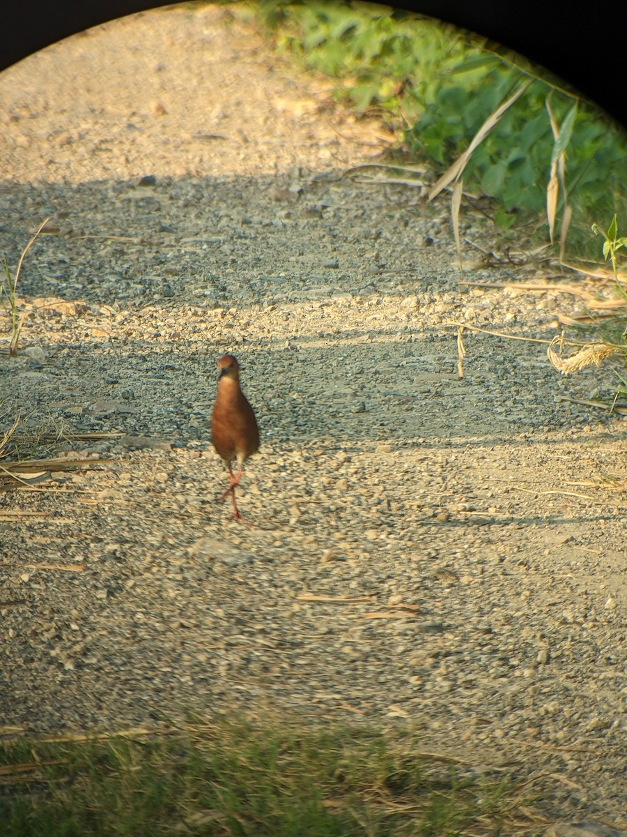 Ruddy-breasted Crake - ML625278535