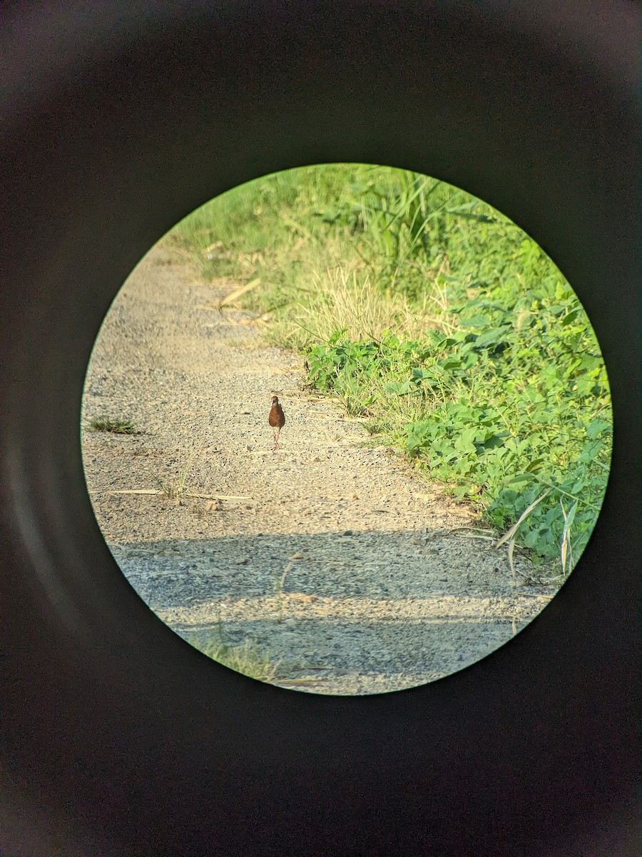 Ruddy-breasted Crake - ML625278536