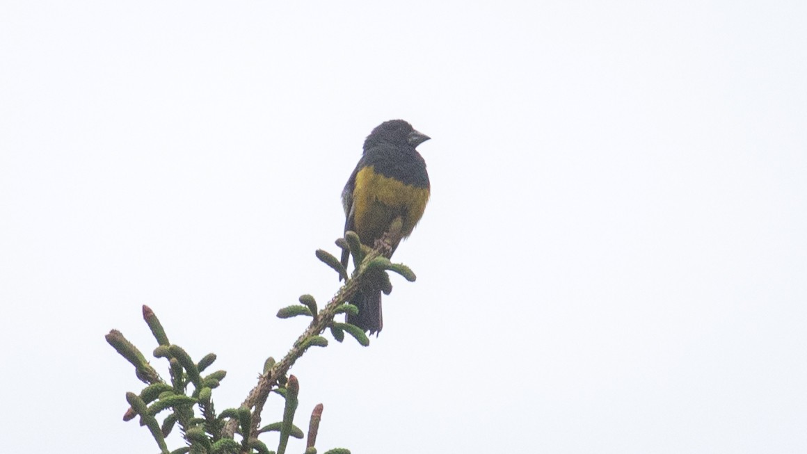 White-winged Grosbeak - ML625278537