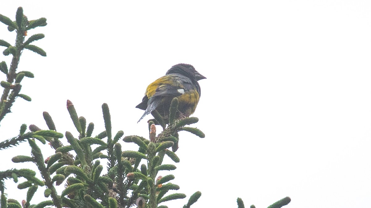 White-winged Grosbeak - ML625278538