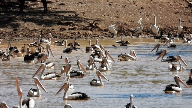 Australian Pelican - ML625278604