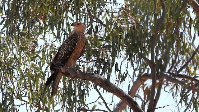 Whistling Kite - ML625278606