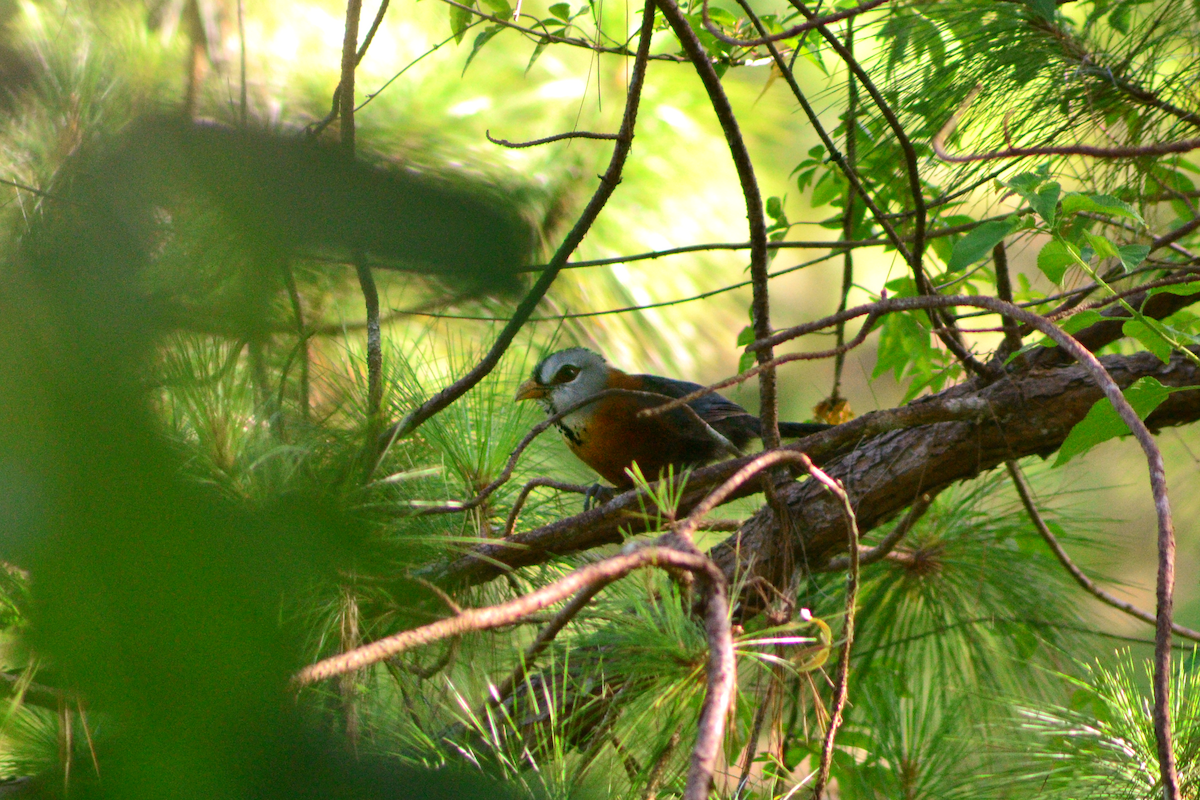 Scale-feathered Malkoha - ML625278612