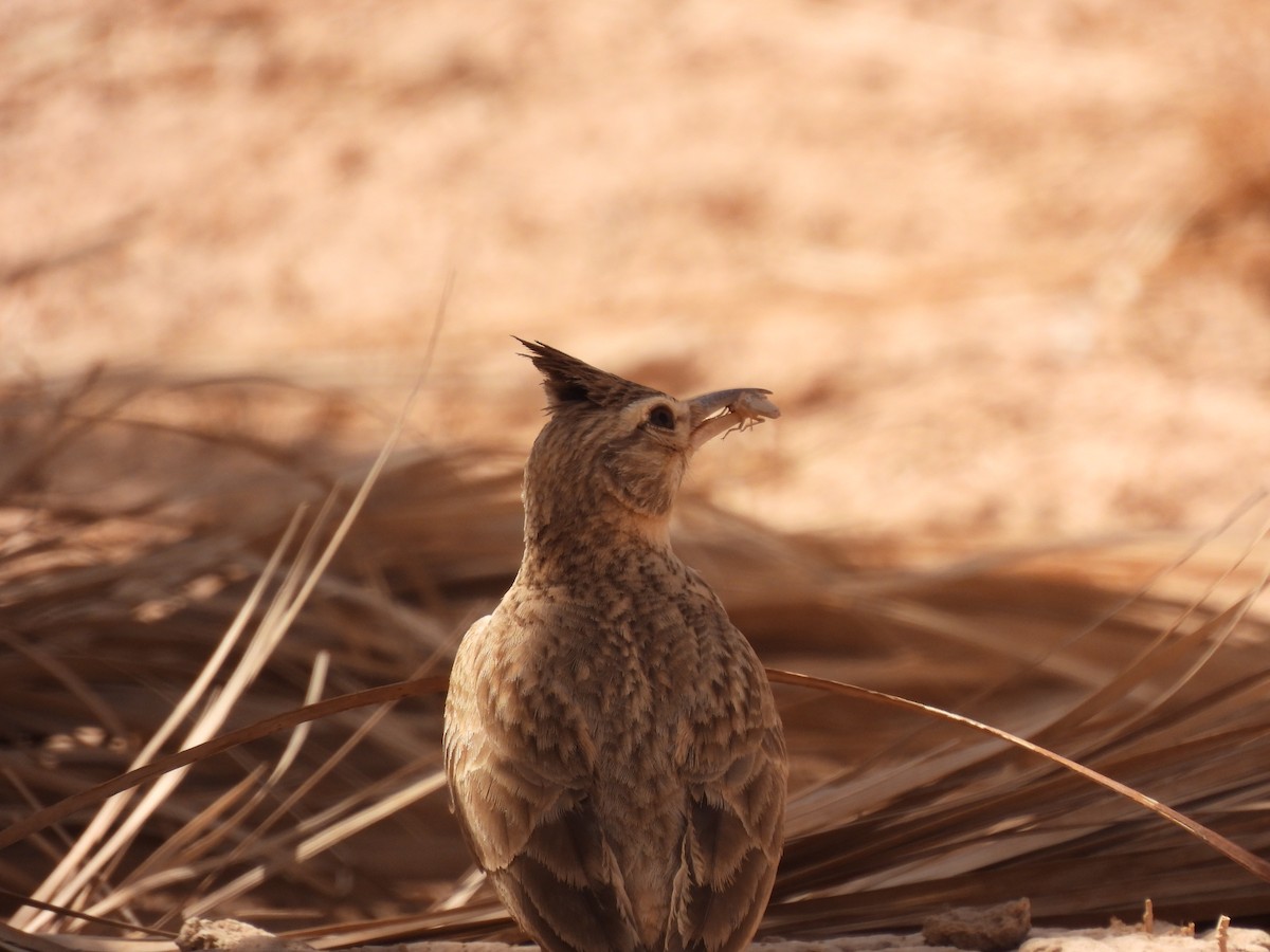 Crested Lark (Maghreb) - ML625278631