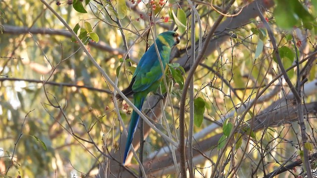 Australian Ringneck (Mallee) - ML625278660