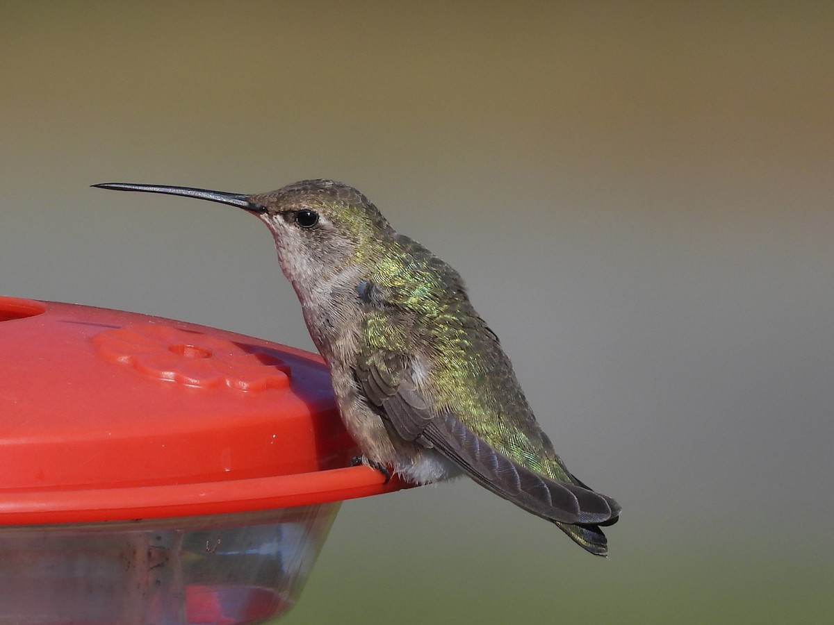 Black-chinned Hummingbird - ML625278714