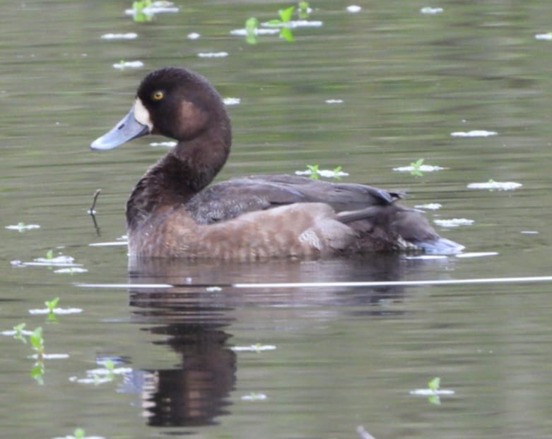 Greater Scaup - ML625278760