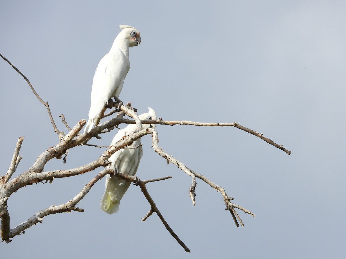 Little Corella - ML625278857