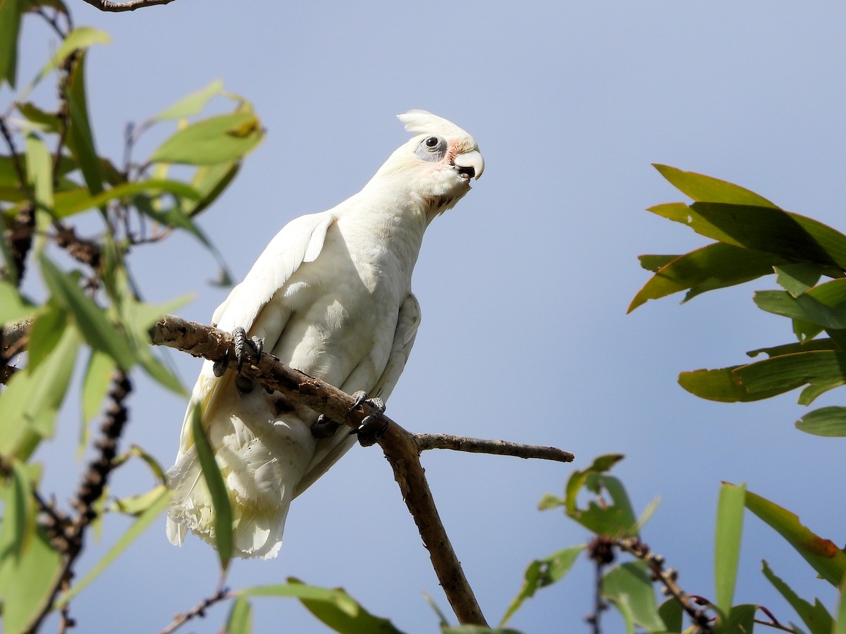 Little Corella - ML625278859