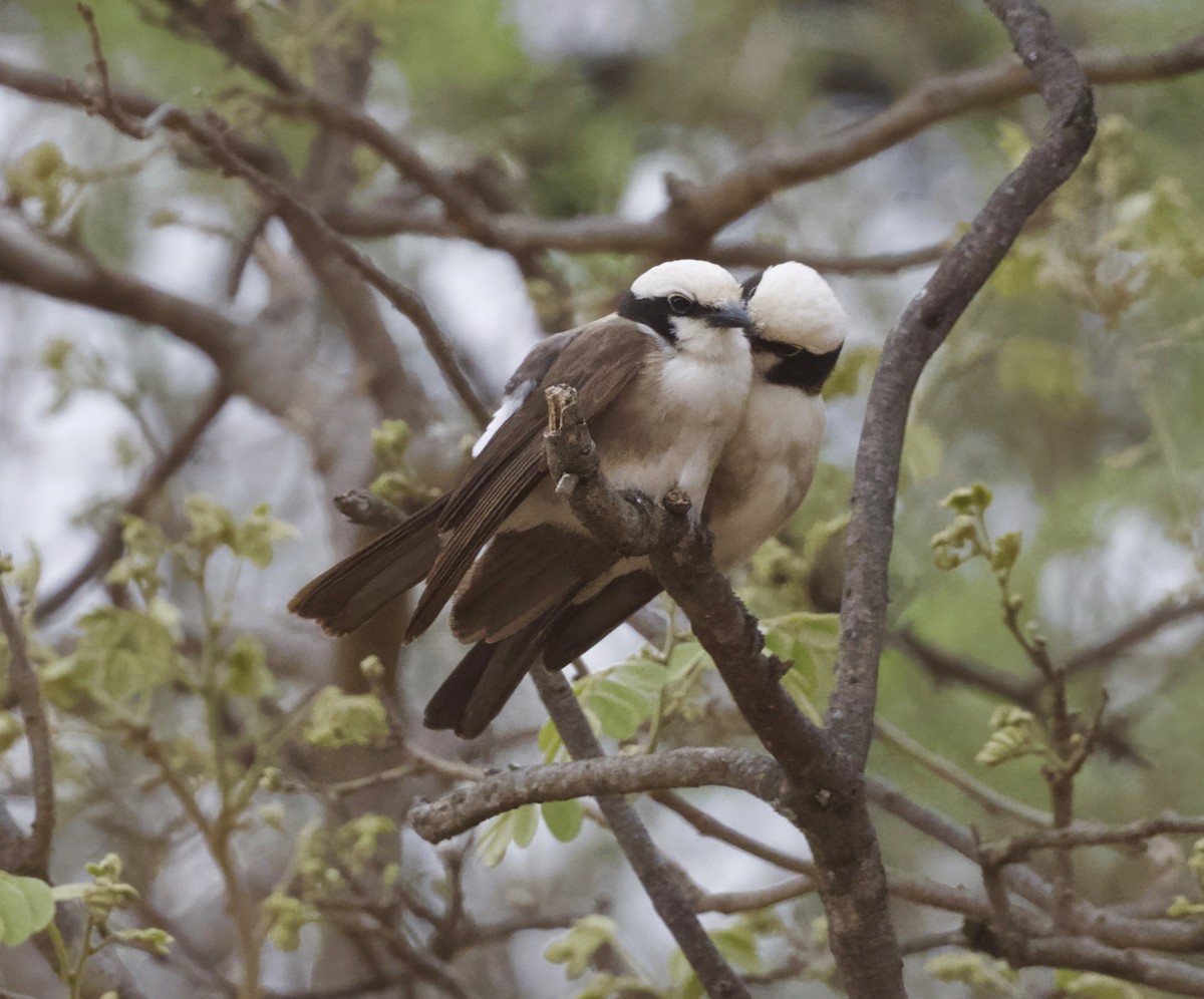 White-rumped Shrike - ML625278868