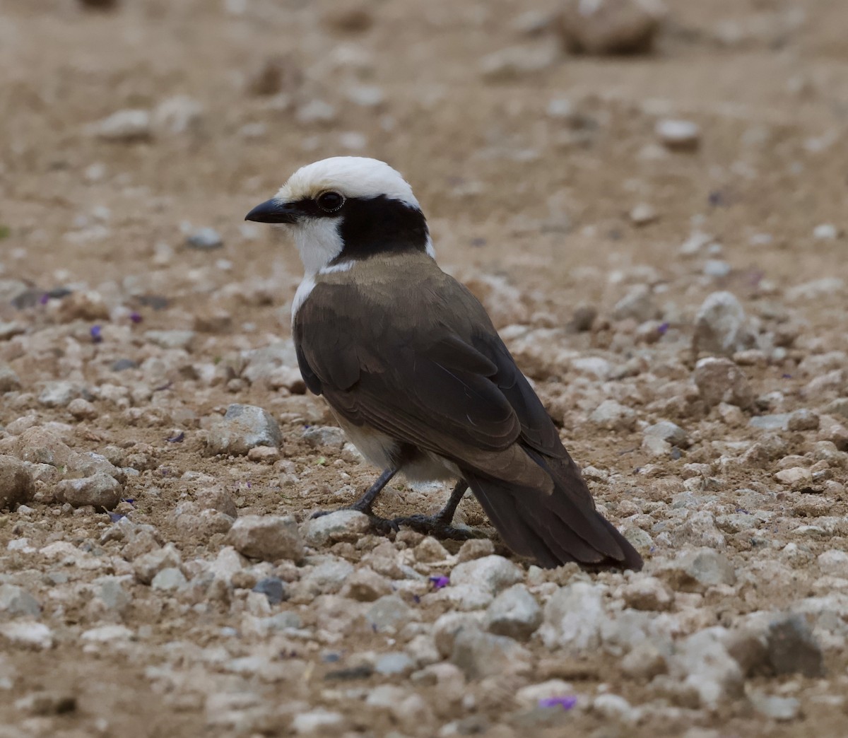 White-rumped Shrike - ML625278869