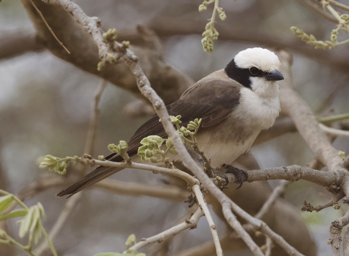 White-rumped Shrike - ML625278870