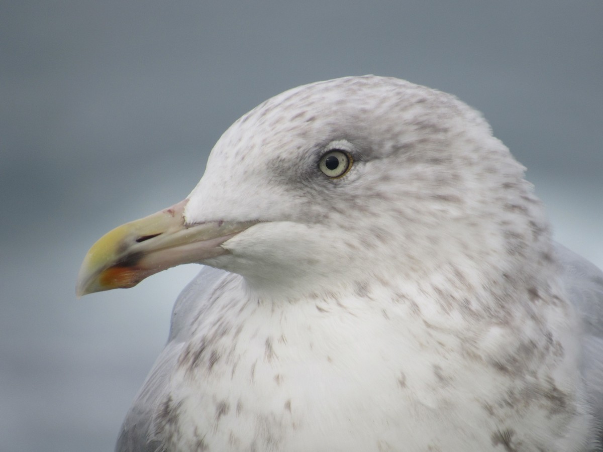 Herring Gull- - ML625278971