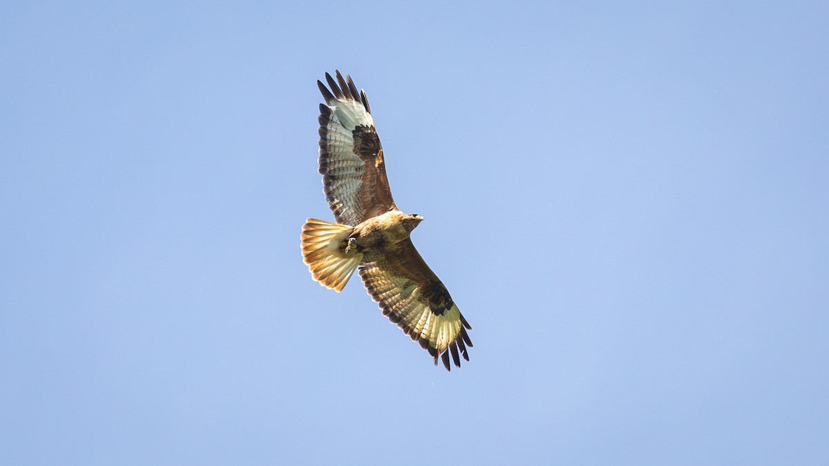 Upland Buzzard - Mengshuai Ge