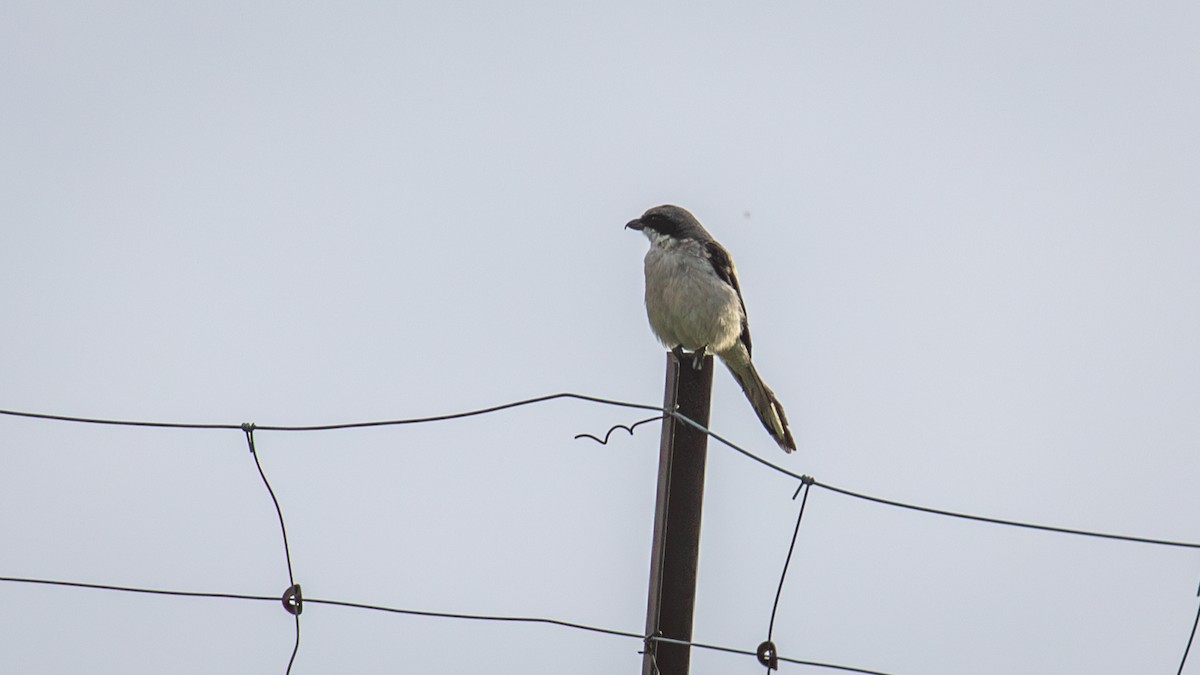 Giant Shrike - ML625278978