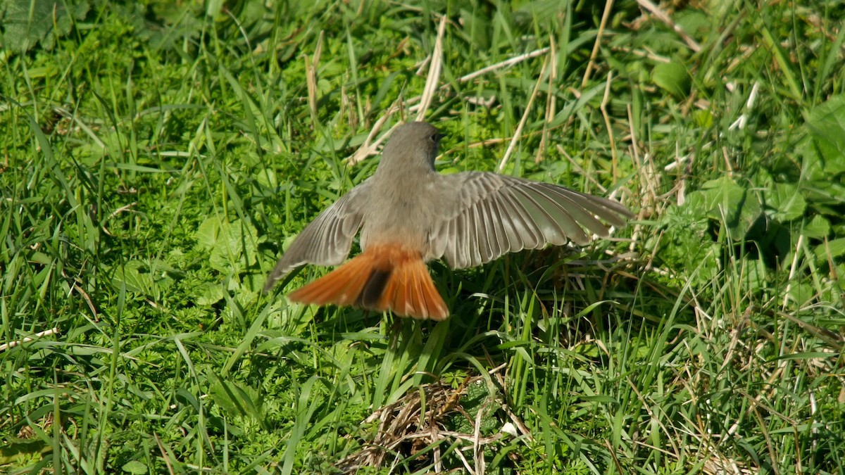 Black Redstart - ML625278982