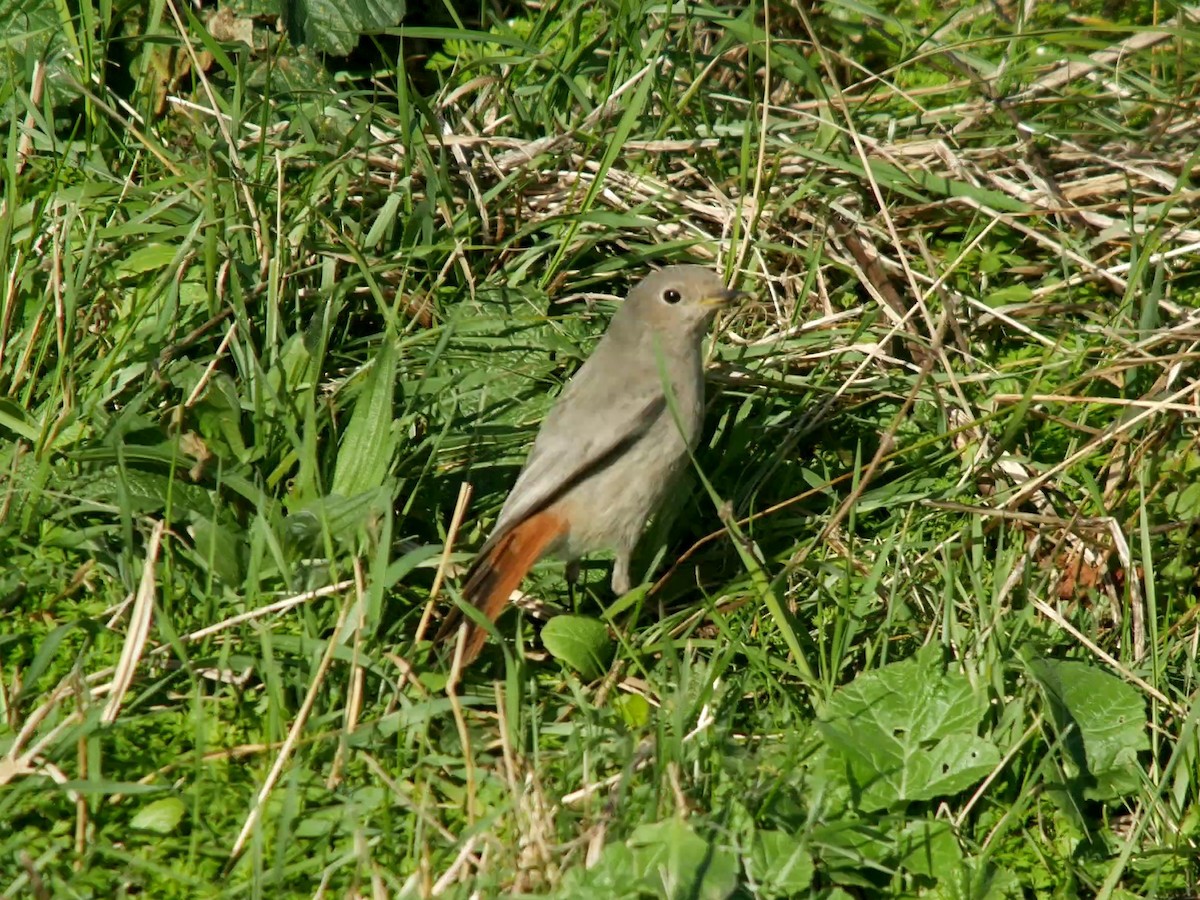 Black Redstart - ML625278992