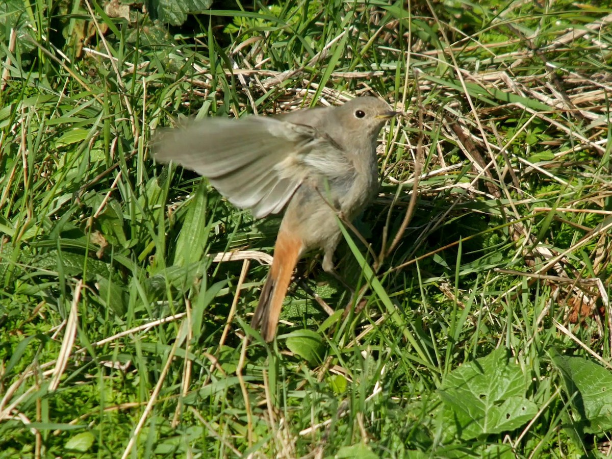 Black Redstart - ML625278993