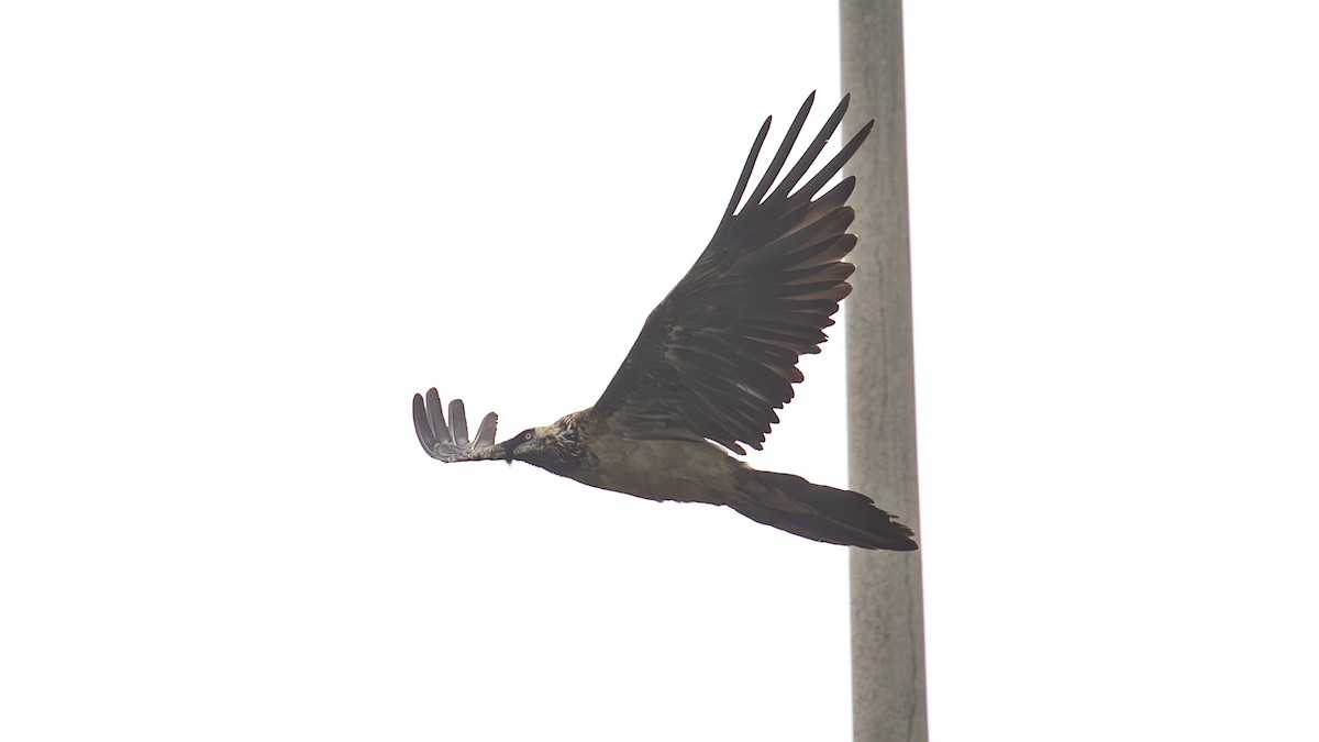 Bearded Vulture (Eurasian) - ML625278994