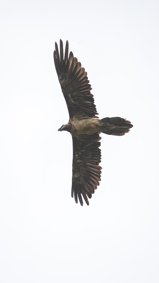 Bearded Vulture (Eurasian) - ML625278996