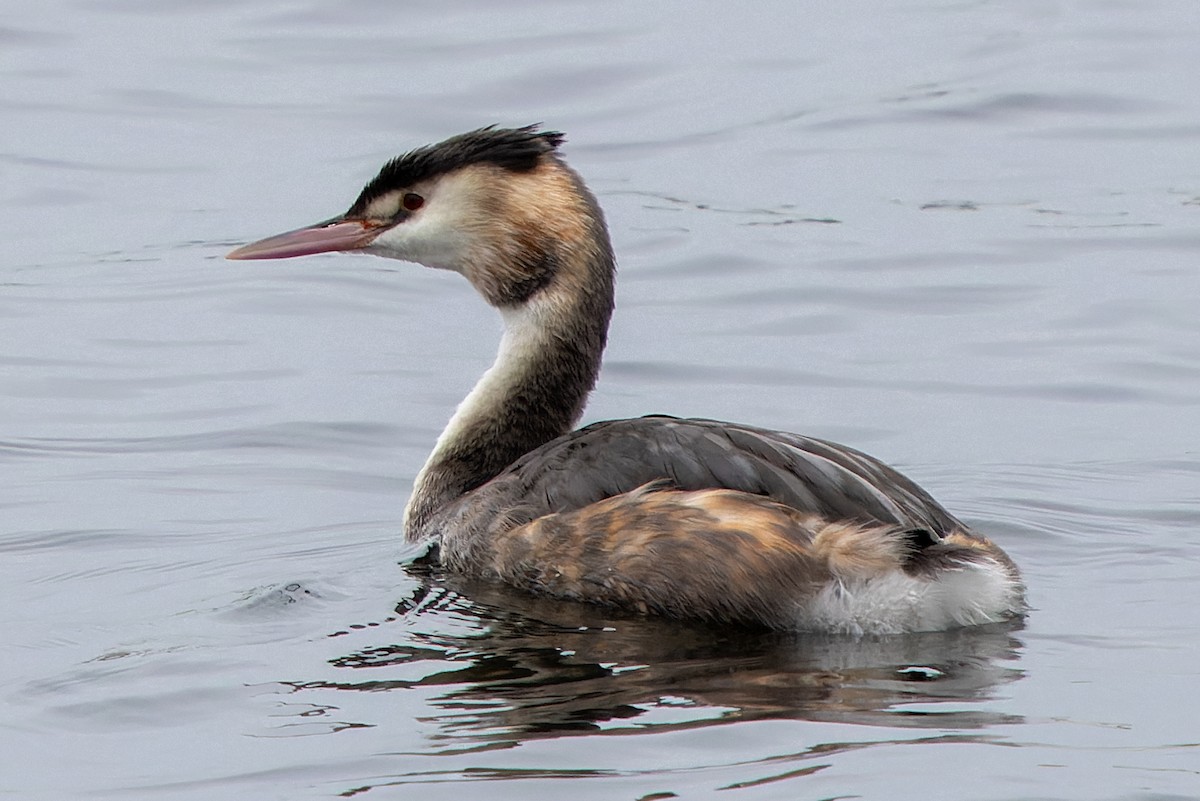 Great Crested Grebe - Magnus Andersson