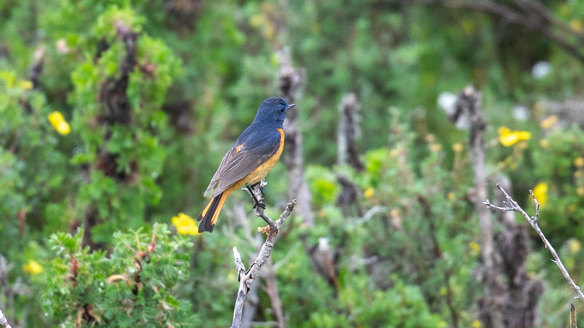 Blue-fronted Redstart - ML625279060