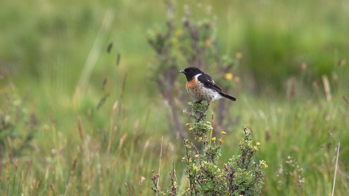 Siberian Stonechat (Przevalski's) - ML625279092