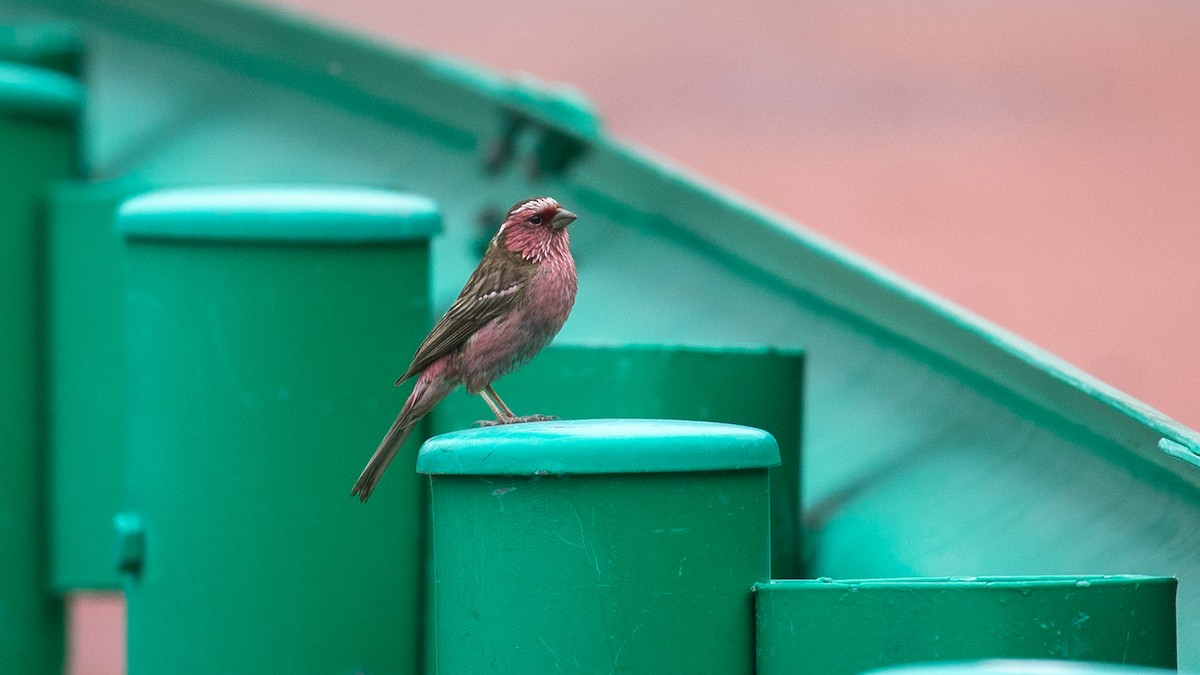 Chinese White-browed Rosefinch - ML625279116