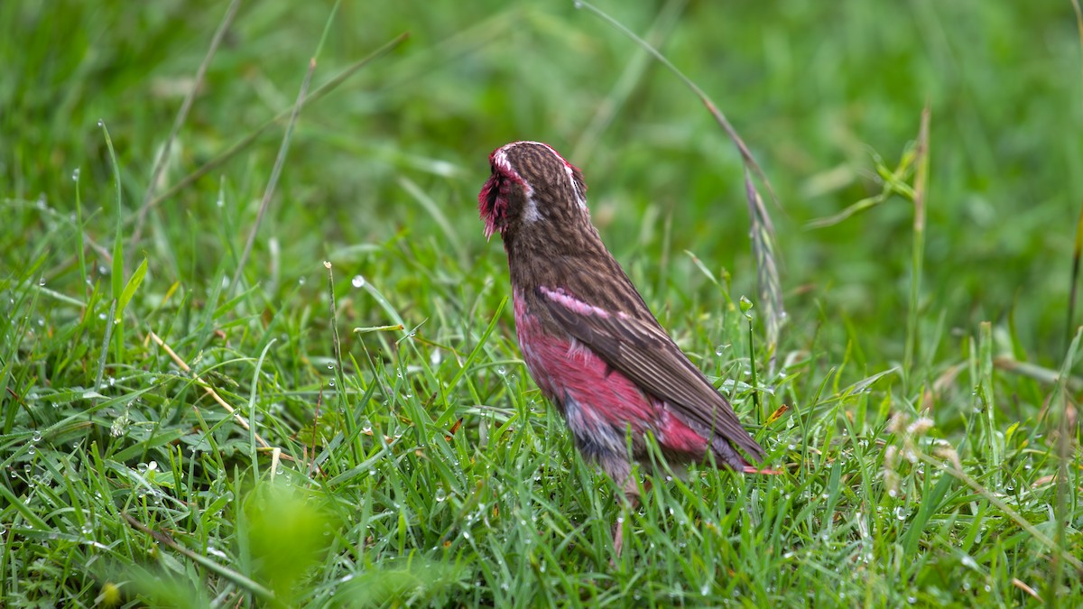 Chinese White-browed Rosefinch - ML625279118