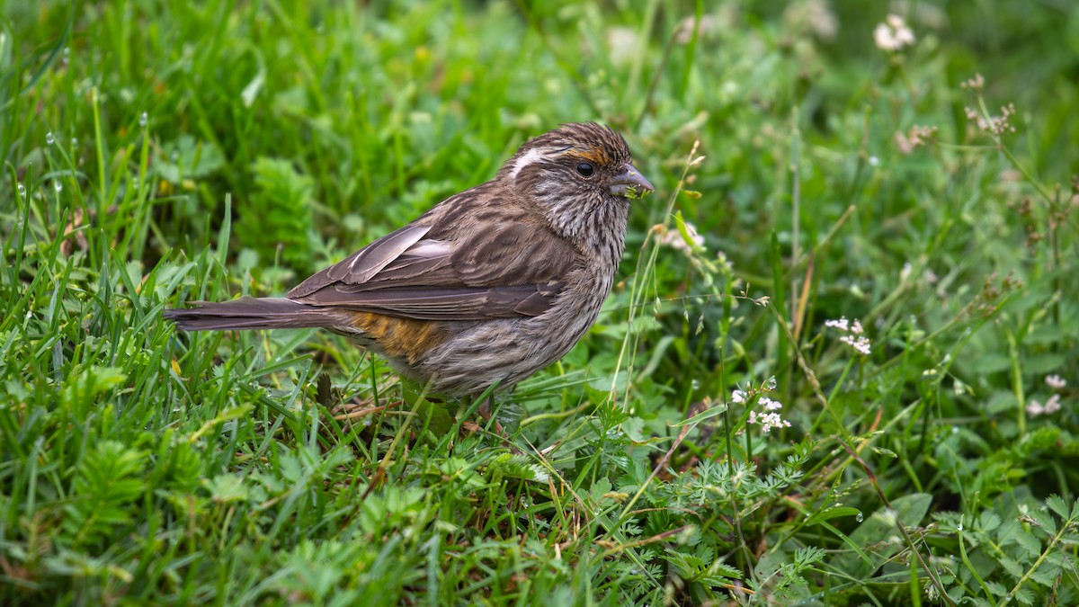 Chinese White-browed Rosefinch - ML625279119