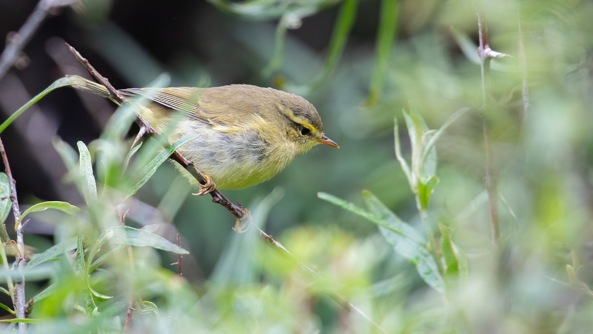 Tickell's Leaf Warbler (Alpine) - ML625279129