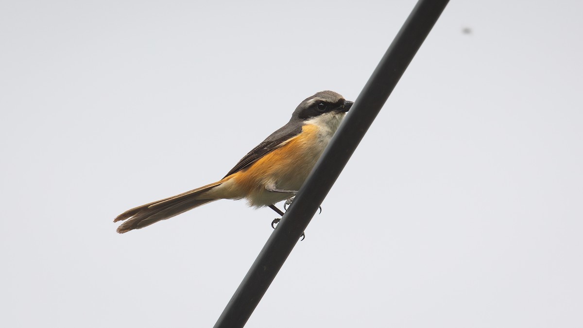 Gray-backed Shrike - ML625279159