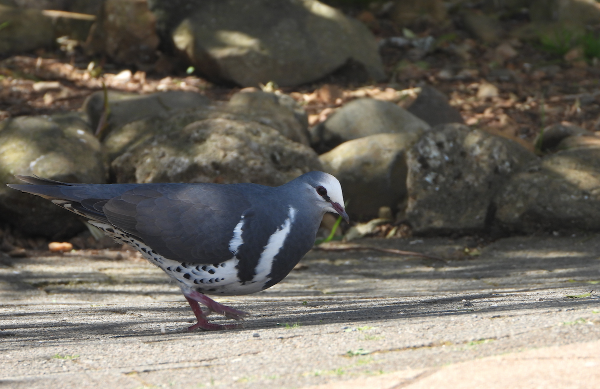 Wonga Pigeon - ML625279201