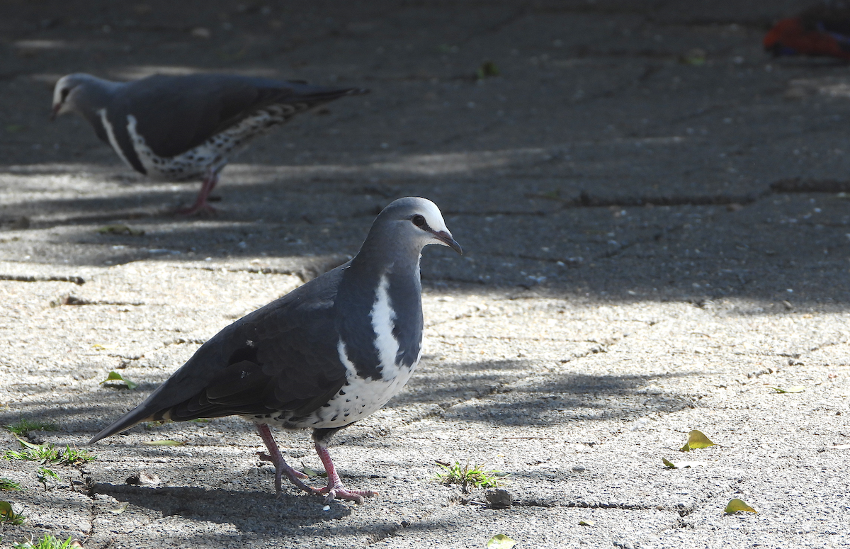 Wonga Pigeon - ML625279211