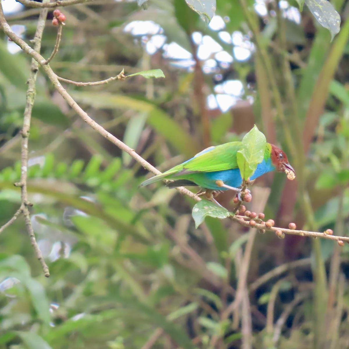 Bay-headed Tanager - ML625279280