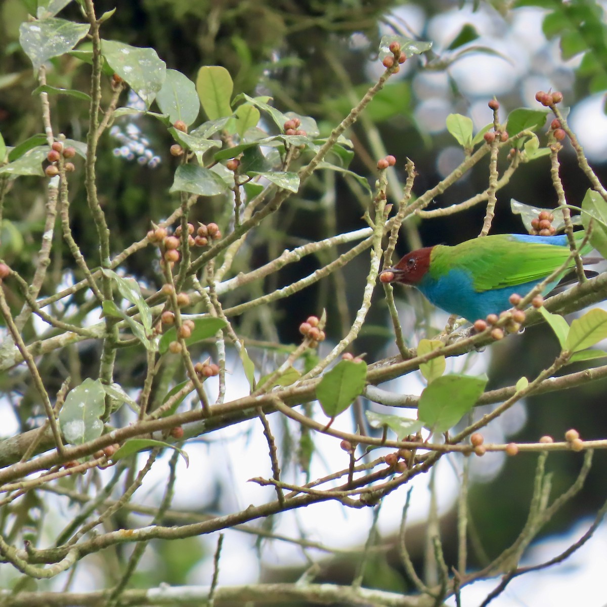 Bay-headed Tanager - ML625279281