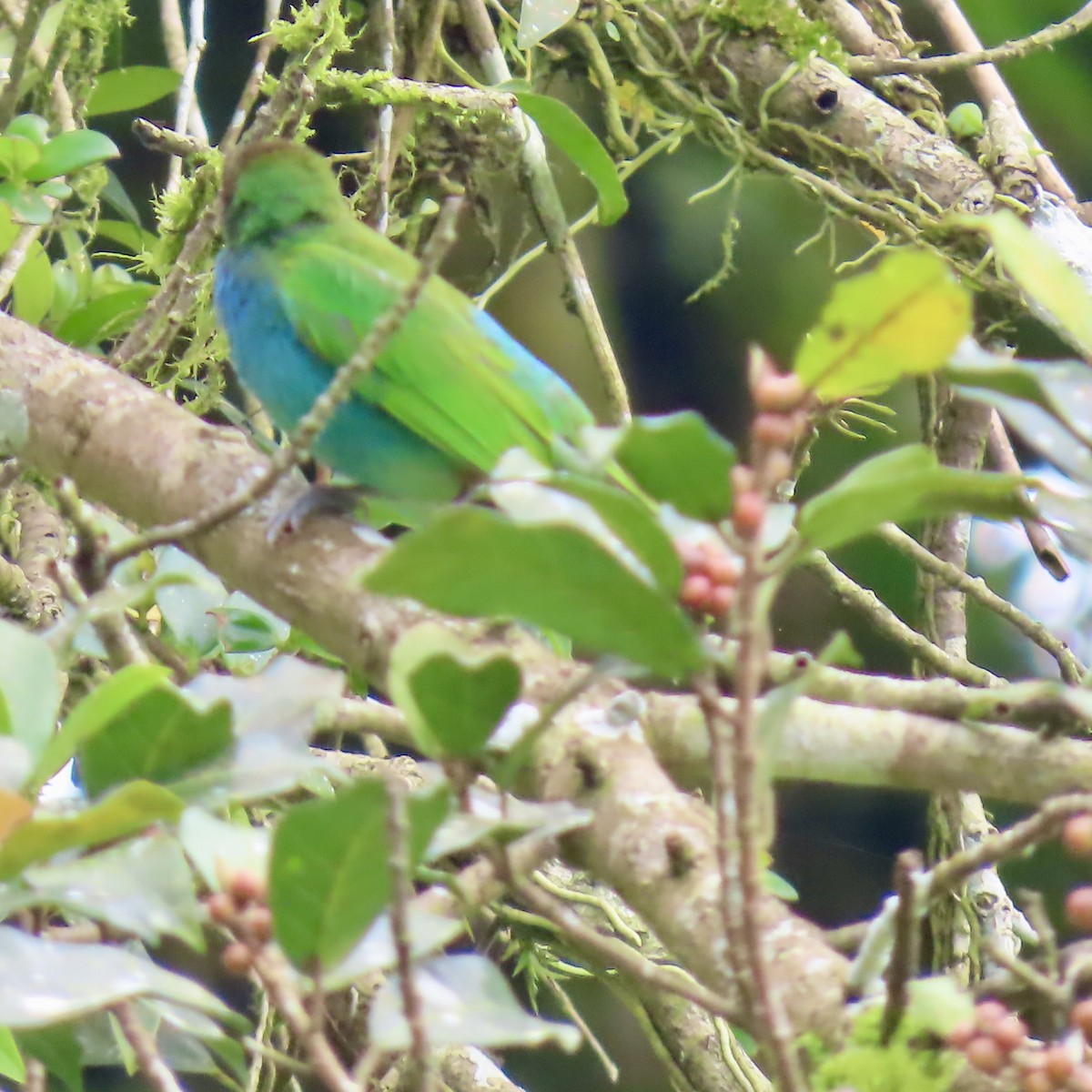 Bay-headed Tanager - ML625279282