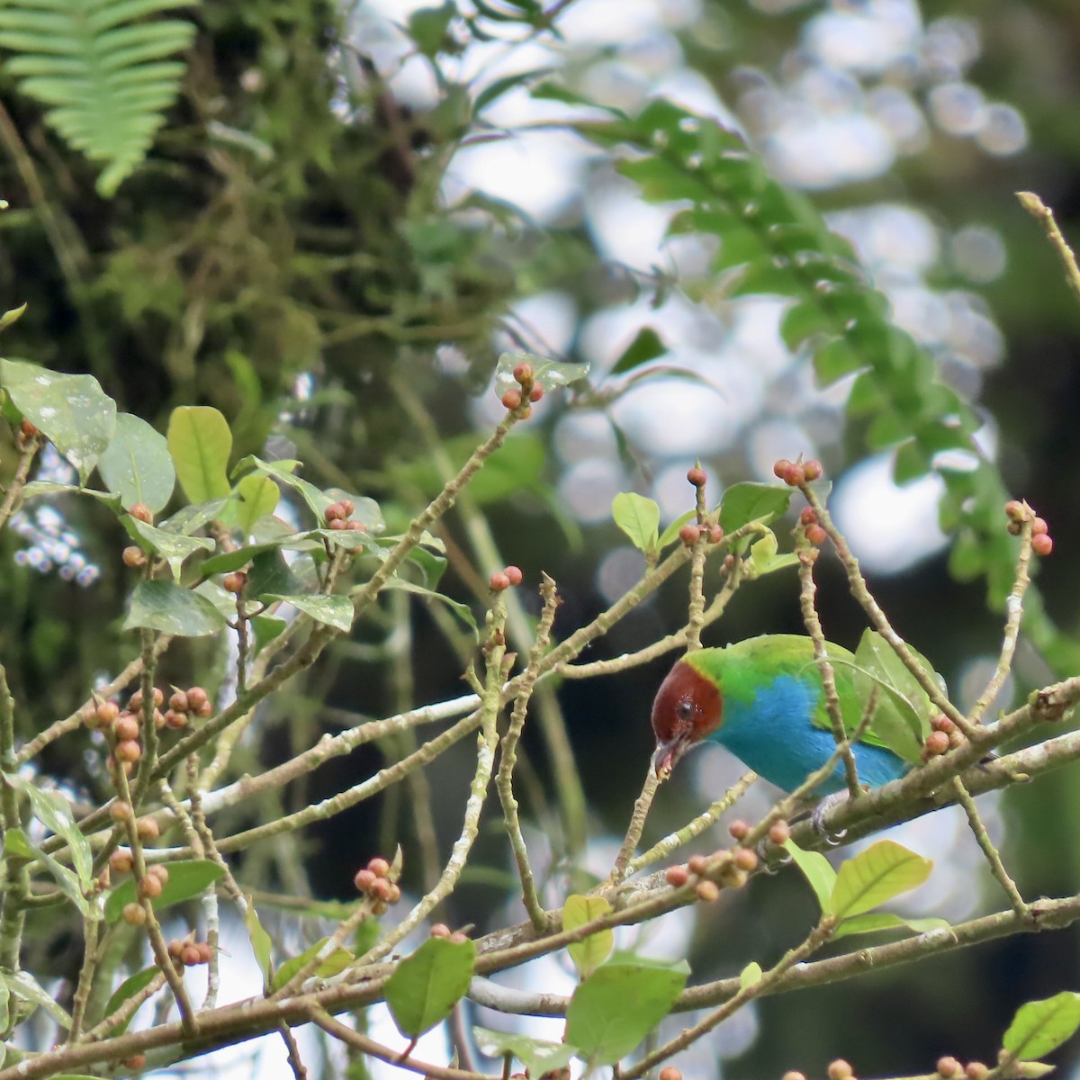 Bay-headed Tanager - ML625279284